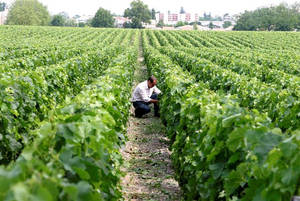 Visites de vignoble dans Bordeaux. Ateliers.